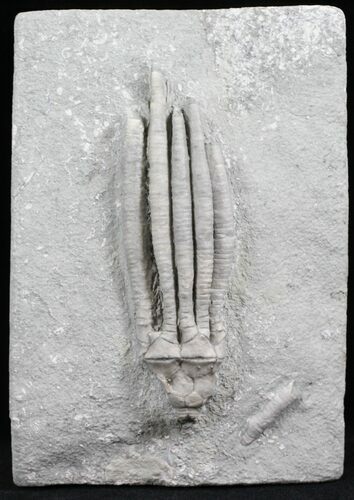 Large, Parascytalocrinus Crinoid - Crawfordsville, Indiana #27554